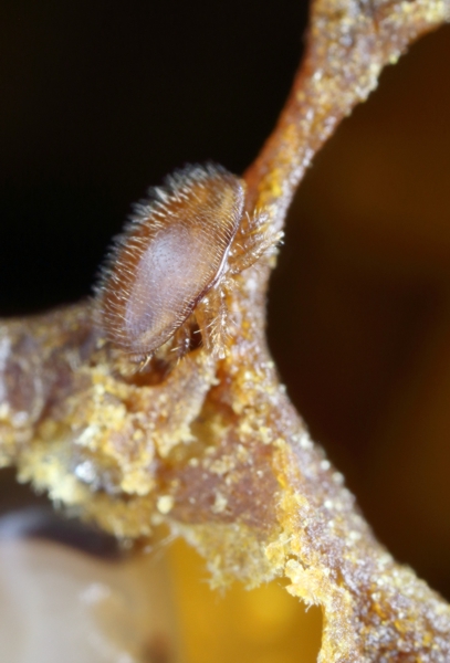 Weibchen der Varroamilbe (<i>Varroa destructor</i>))